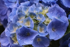 ベランダの花