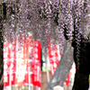 葛井寺