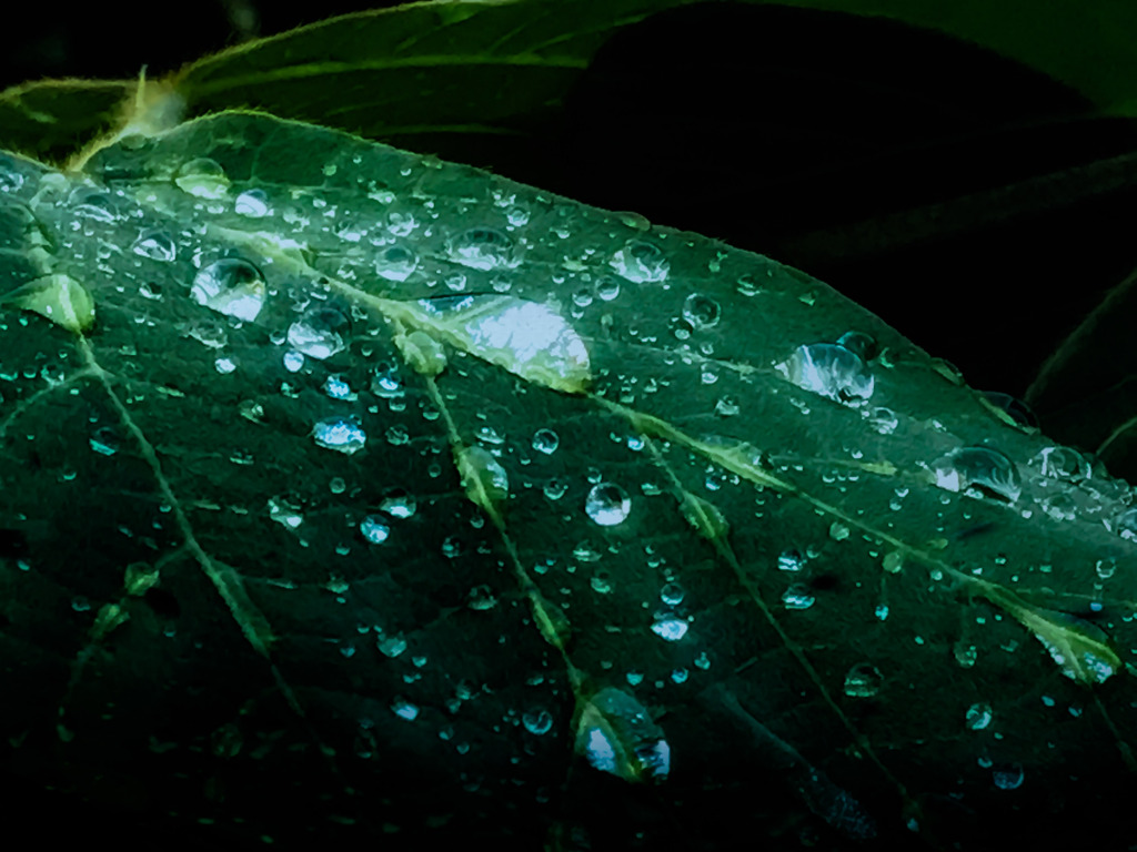 雨粒コロリン