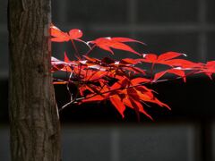 5月のモミジ