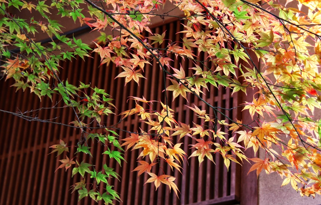 お店のモミジ