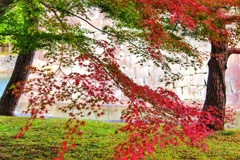 二条城紅葉