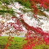 二条城紅葉