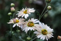 菊科？　誰かに聞くか