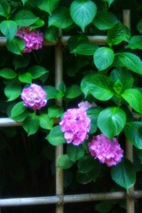紫陽花