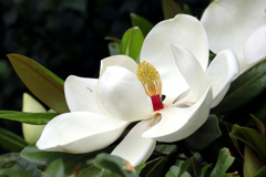 タイサンボクの花