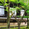光明寺の青もみじ