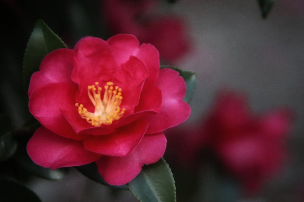 山茶花
