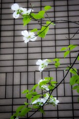 ハナミズキ