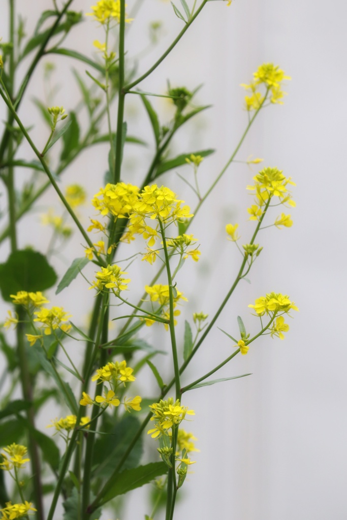 公園の花