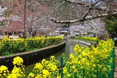 山科疏水