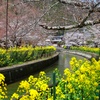 山科疏水