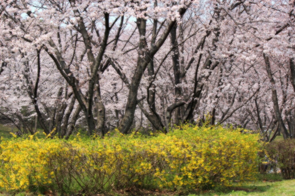 公園の桜