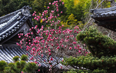 観音寺のシモクレン