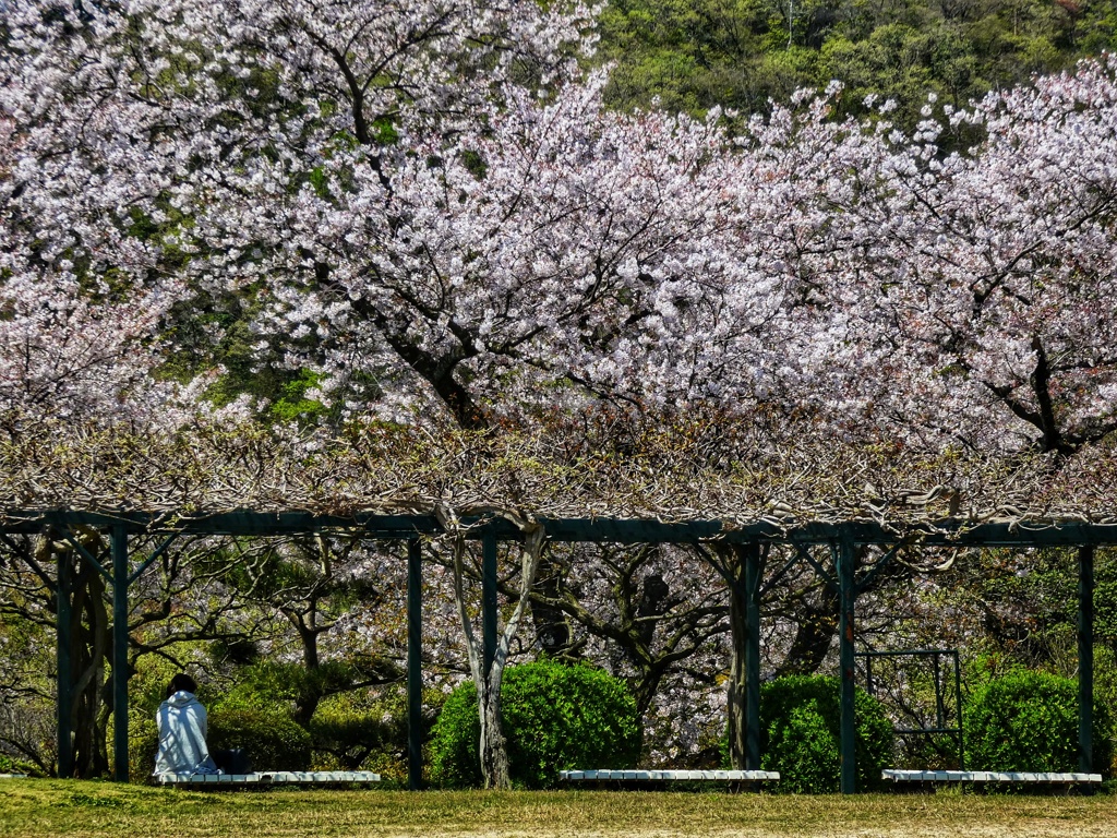 一人花見