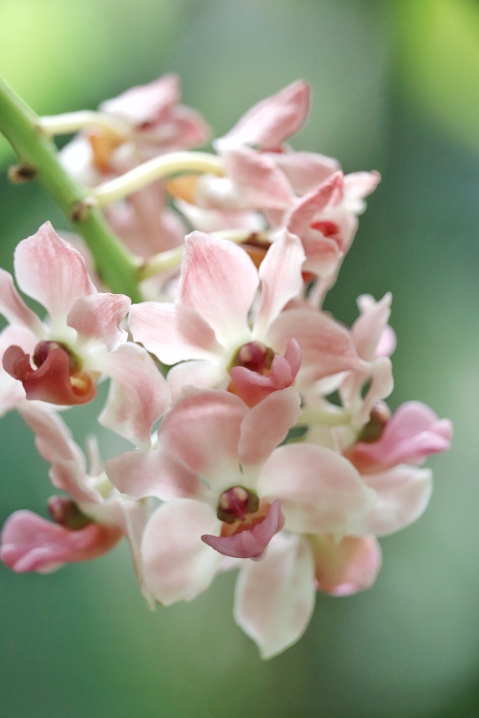 咲くやこの花館にて