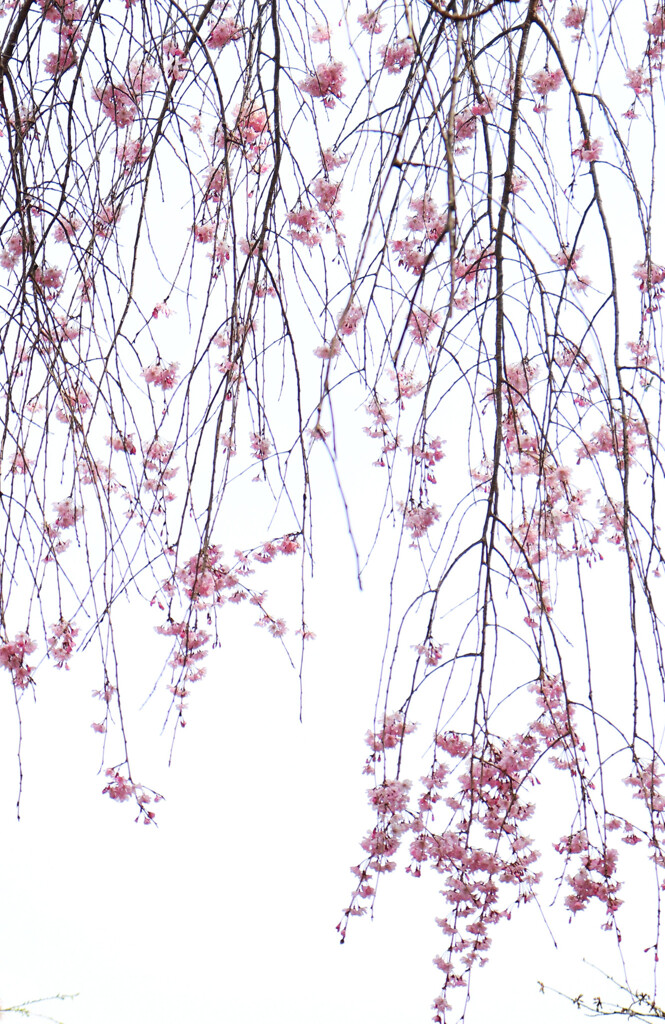 枝垂桜