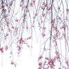 枝垂桜