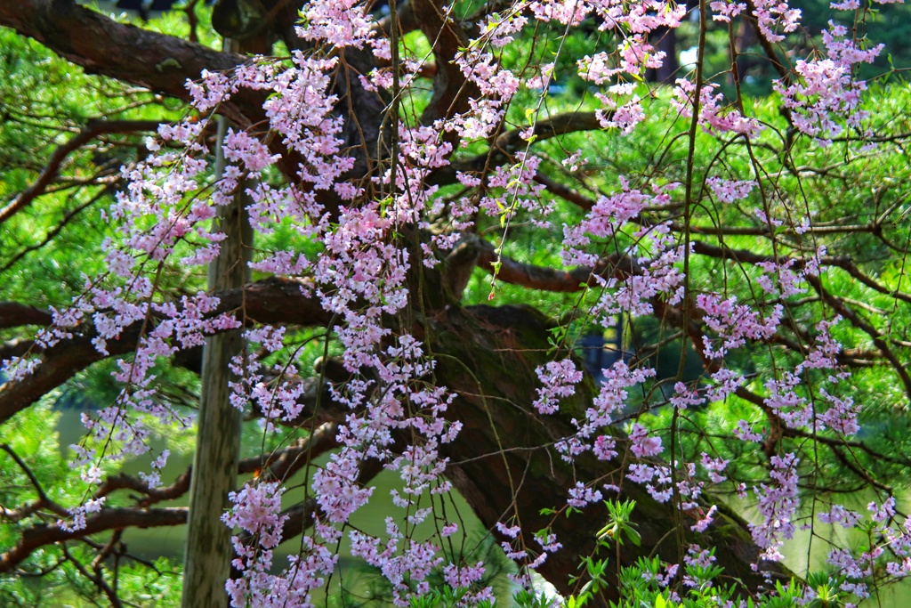 平安神宮の桜（１）