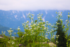 白馬の山を背に