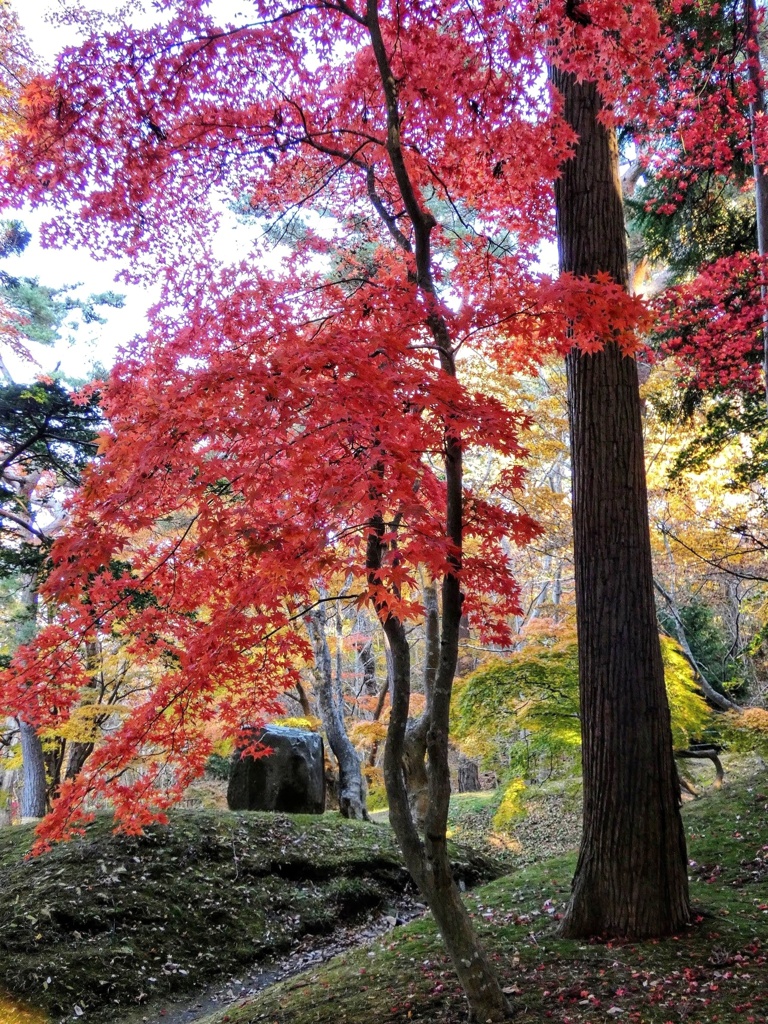 香雪園のモミジ