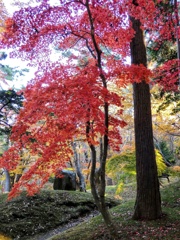 香雪園のモミジ