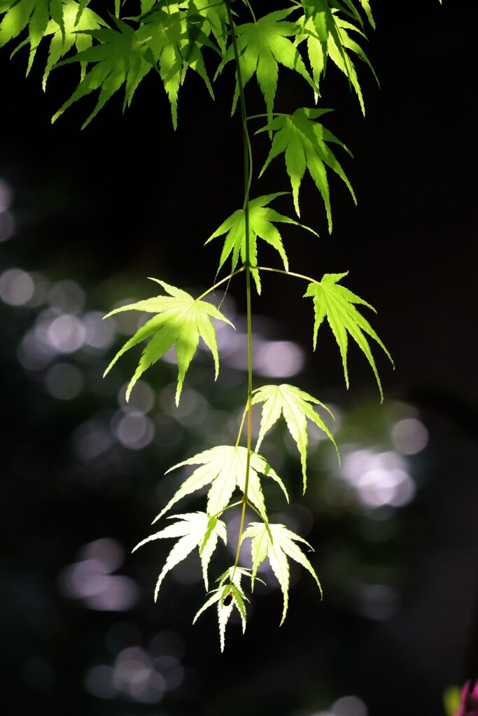 青もみじ