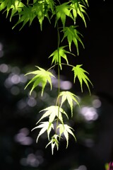 青もみじ