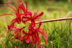 生命尽きるまで