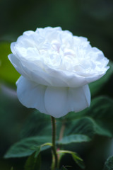 厳かな白薔薇