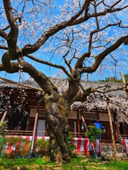 毘沙門堂門跡の桜