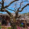 毘沙門堂門跡の桜