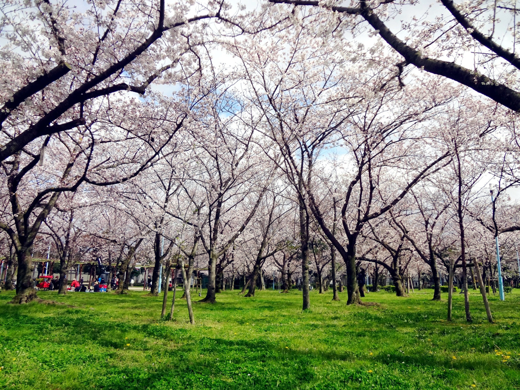 近所の公園