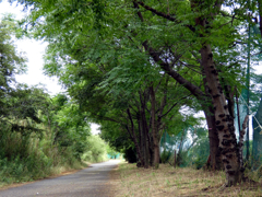 河川敷遊歩道