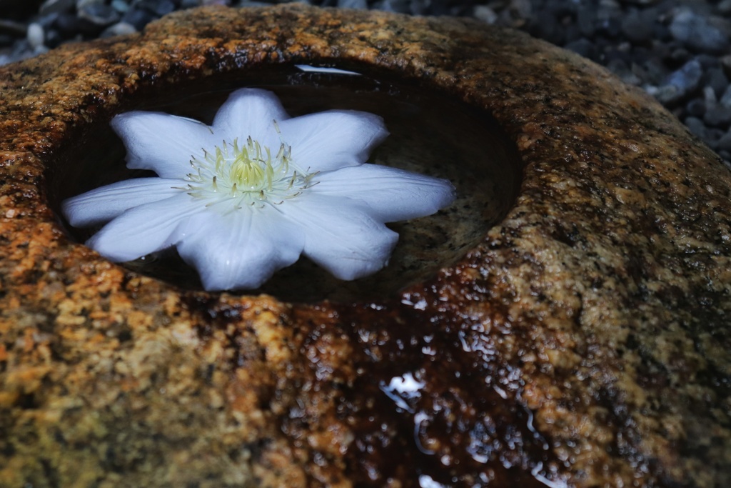 手水鉢の花