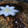 手水鉢の花