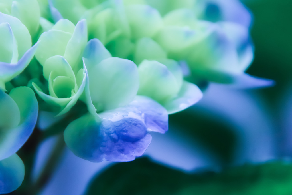 紫陽花