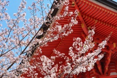 中山寺の桜