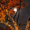 朧月夜