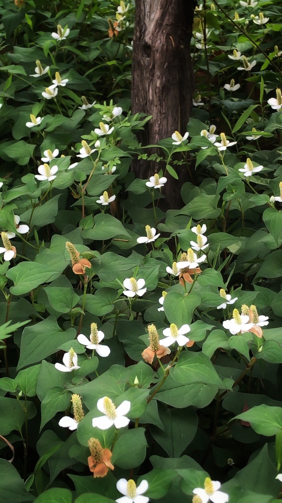ドクダミの森
