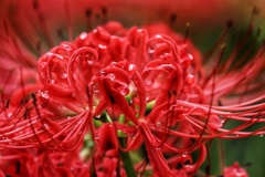 曼珠沙華