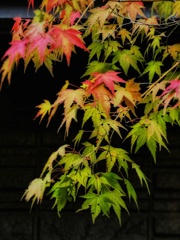 もう紅葉始まる？