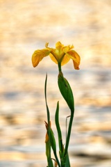 水辺に咲く黄菖蒲