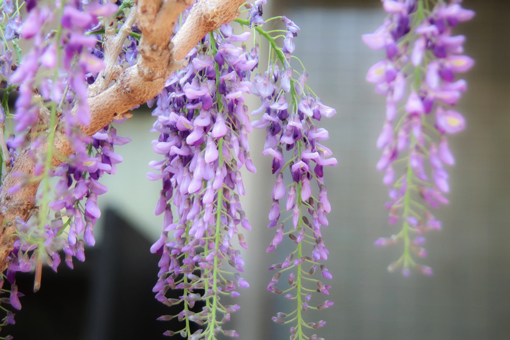 近所の花
