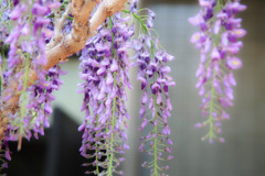近所の花