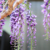 近所の花