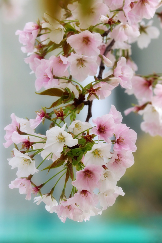 近所の桜