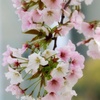 近所の桜