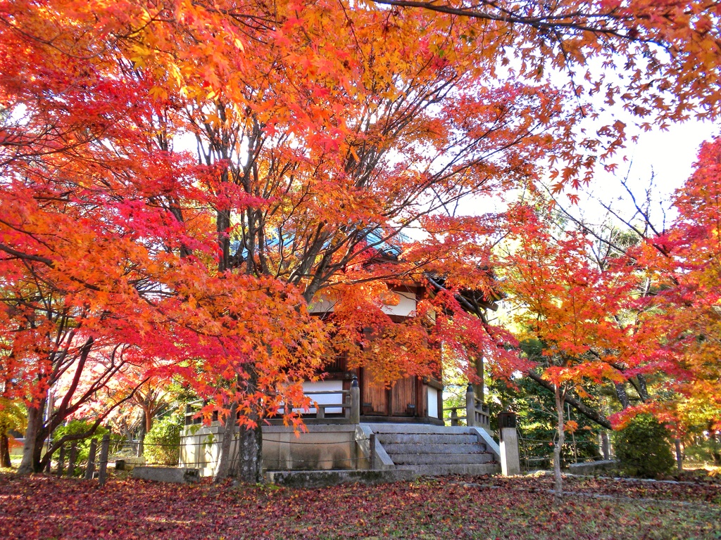 清凉寺(京都)のもみじ