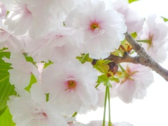 近所の桜